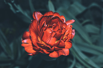 Portrait, red flower, bloom HD wallpaper