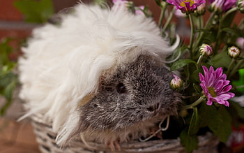 Animals, Fluffy, Beautiful, Sight, Opinion, Guinea Pig, Rodent HD wallpaper
