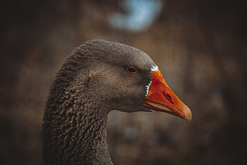 Brown Swan, bird, muzzle HD wallpaper