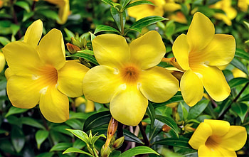 yellow bells-Sonora desert, desert, flowers, yellow HD wallpaper