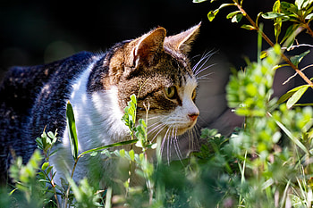 Animals, Grass, Cat, Sight, Opinion, Stroll HD wallpaper