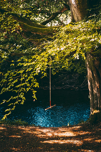 Nature, Rivers, Wood, Tree, Branches, Swing, Rope HD phone wallpaper