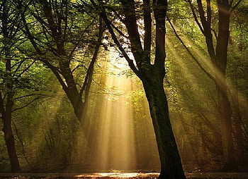 Let the Sun Shine In, summer, rays, leaves, sunlight, warmth, trees, woodland, forest HD wallpaper