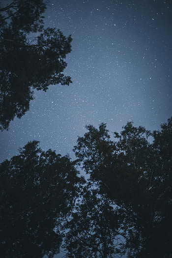 Trees, Stars, Night, Dark, Starry Sky HD phone wallpaper