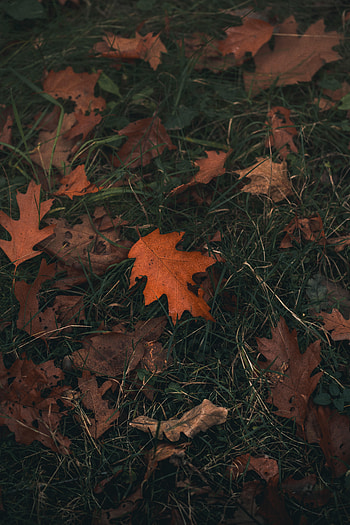Nature, Grass, Autumn, Sheet, Leaf, Oak HD phone wallpaper