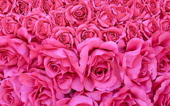 Pink roses, summer, rose, pink, skin, flower, texture, trandafir, vara HD wallpaper