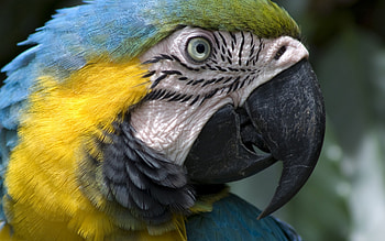 Animals, Birds, Parrots HD wallpaper
