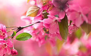Cherry blossom, Japan, Flowering, Sakura, Nature, Pink HD wallpaper