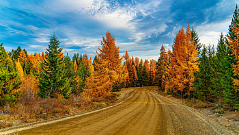 Road Path Between Green Yellow Orange Autumn Trees Sunlight Under White Clouds Blue Sky Nature HD wallpaper
