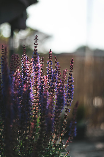 Flowers, Plant, Lavender HD phone wallpaper