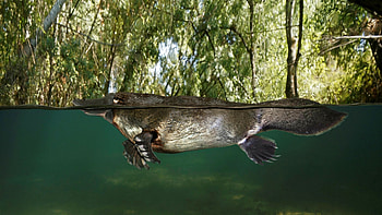 Platypus, Climate change, Financial Times, Environmental implications HD wallpaper