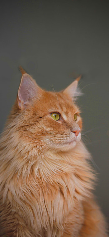 Cute cat , Lovely Maine Coon, Adorable kitten, Perfect for HD phone wallpaper