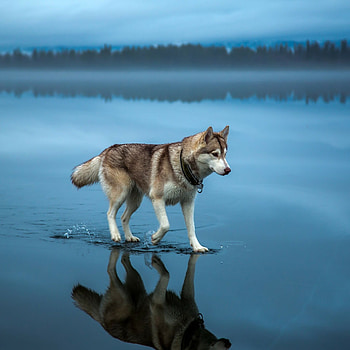 Siberian Husky, iPad Air , High-definition , Stunning backgrounds HD phone wallpaper