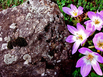 Purple flowers, purple, flowers HD wallpaper