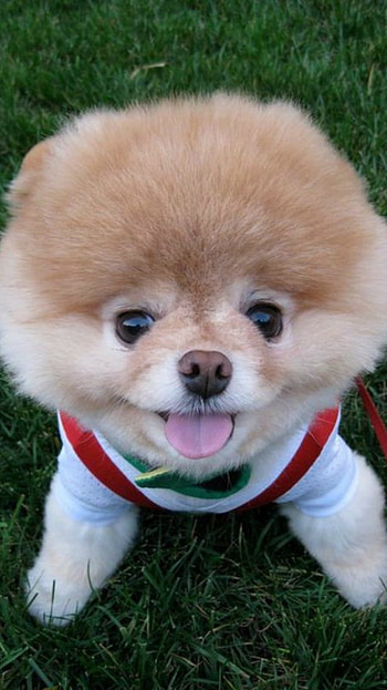 Pomeranian Dog, Pomeranian Puppy HD phone wallpaper