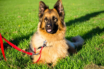 German shepherd, dog, sweet, animal, dogs, cute, beautiful, puppys, puppy, pretty, animals, lovely HD wallpaper