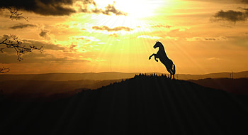 Horse Legs In Air , horse, animals HD wallpaper