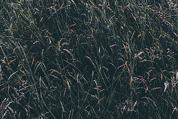 Nature, Grass, Vegetation, Field HD wallpaper