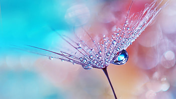 Dew Drops on Flower HD wallpaper