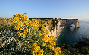 Beautiful scenery, nature, flowers, yellow, mountain HD wallpaper