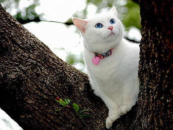 blue beaukitty, blue, beaukitty HD wallpaper