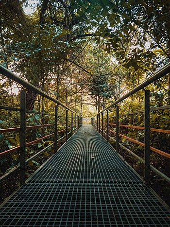 Plants, Trees, Bush, Miscellanea, Miscellaneous, Bridge, Iron HD phone wallpaper