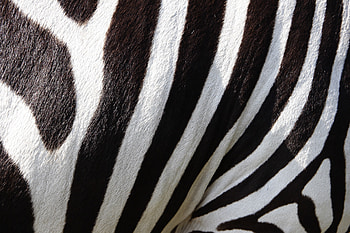 Stripes, Zebras HD wallpaper