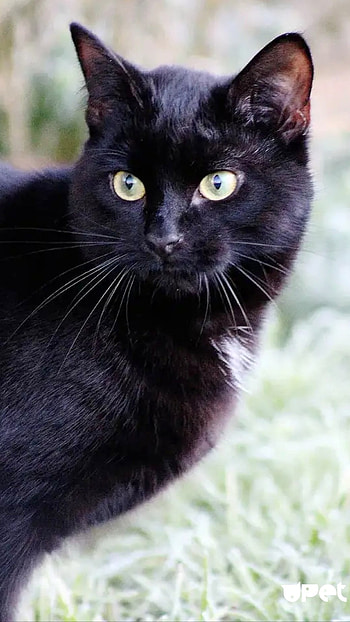 Black Cat, Kitty, Cat HD phone wallpaper
