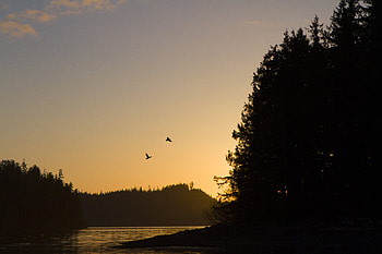 Nature, Rivers, Sunset, Bird, Forest HD wallpaper