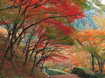 Forest, autumn, nature, tree HD wallpaper