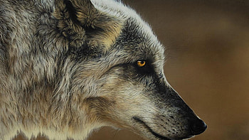 wolf, white, timber, saying, black, wolves, , canislupus, howling, wolf art, wisdom HD wallpaper