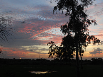 One Evening, trees, field, evening, sunset HD wallpaper
