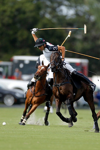 Polo & Hasses, Polo horse inspiration, Sport of kings HD phone wallpaper