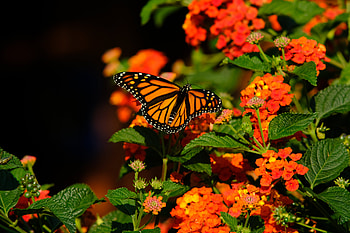 Animals, Flowers, Butterfly, Wings, Monarch Butterfly, Butterfly Monarch HD wallpaper