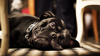 Animals, Dogs HD wallpaper
