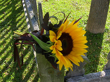 Magnificent Joy, magnificent, fresh, sunflower, one, love, green, yellow, nature, flowers, happy, joy, forever HD wallpaper