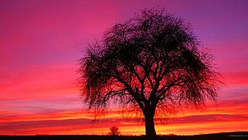 SUNSET SUNRISE VIEW, TREE, HORIZON, SKY, BEAUTIFUL HD wallpaper