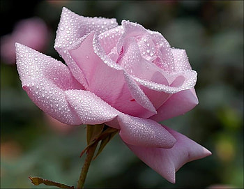 Pink Perfection, rose, pink, pretty, petals, raindrops, single HD wallpaper