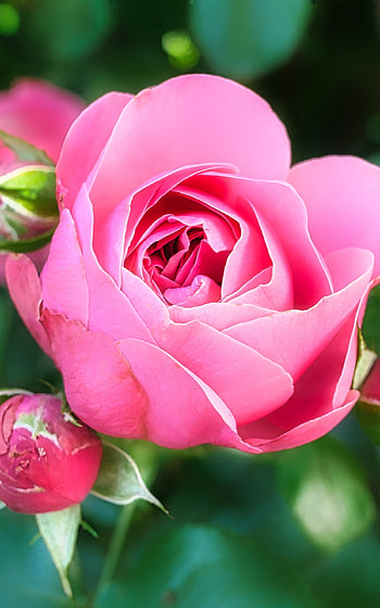 close-up, pink flower, flower, nature, rose HD phone wallpaper