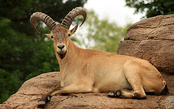 East Caucasian tur, Goats HD wallpaper