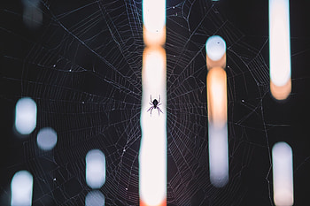 Animals, Web, Shine, Light, Spider, Weaving, Braiding HD wallpaper