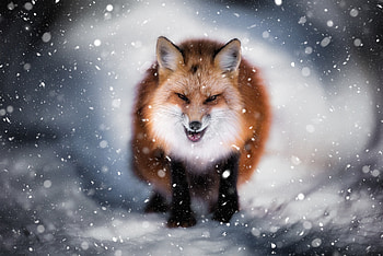 Angry fox, wild, predator, winter, snowfall HD wallpaper