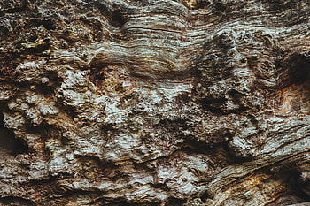 Wood, Tree, Texture, Textures, Ribbed, Bark HD wallpaper