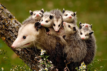 Adorable opossums, Cute animal , Mammal diversity, nature HD wallpaper