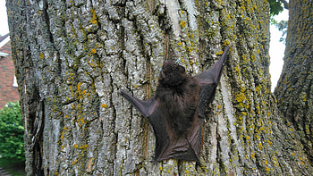 New Zealand long-tailed, Bats HD wallpaper