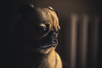 Animals, Dog, Muzzle, Eyes, Sight, Opinion, Pug HD wallpaper
