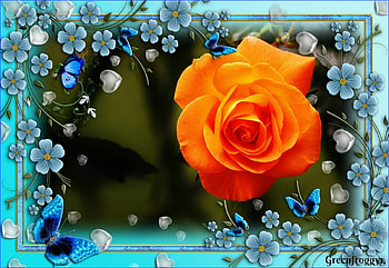 BEAUTIFUL ORANGE ROSE, ROSE, ORANGE, FRAMED HD wallpaper
