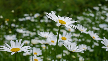 White Daisies Flowers Petals Green Leaves Plants Blur Bokeh Background Flowers HD wallpaper