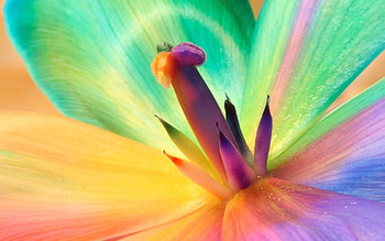 Flower, Macro, Multicolored, Motley, Colourful, Colorful, Lily, Stamens HD wallpaper