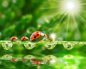 * Ladybugs *, drops, ladybugs, nature, bugs HD wallpaper